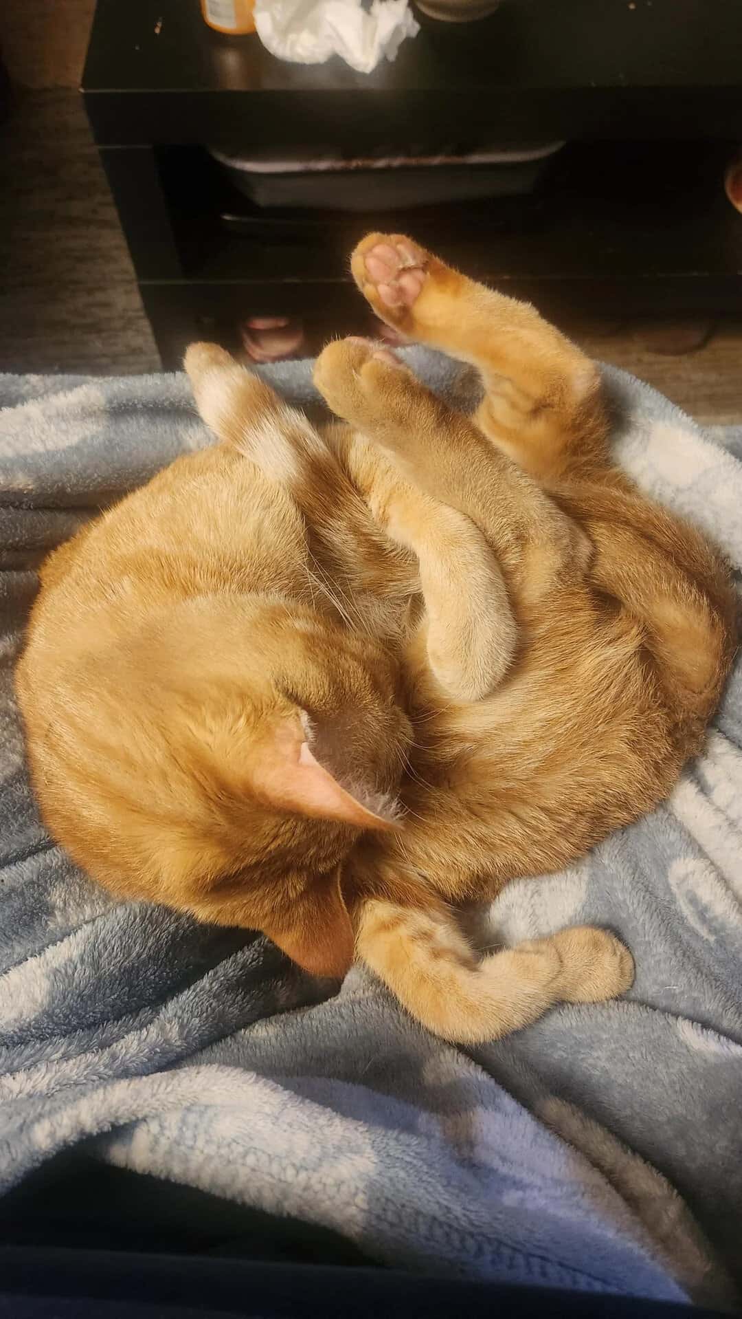 A ginger cat curled up on a blanket, sleeping with paws over face.