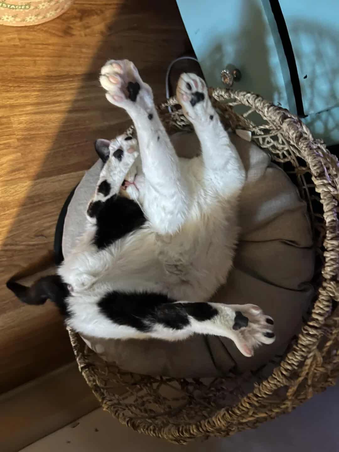 Black and white cat lying on its back in a basket, paws up.