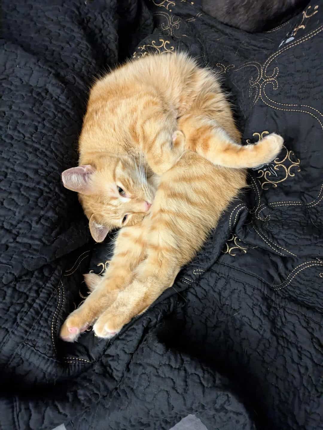 Orange tabby cat lying on black quilted fabric, stretching with paws extended.