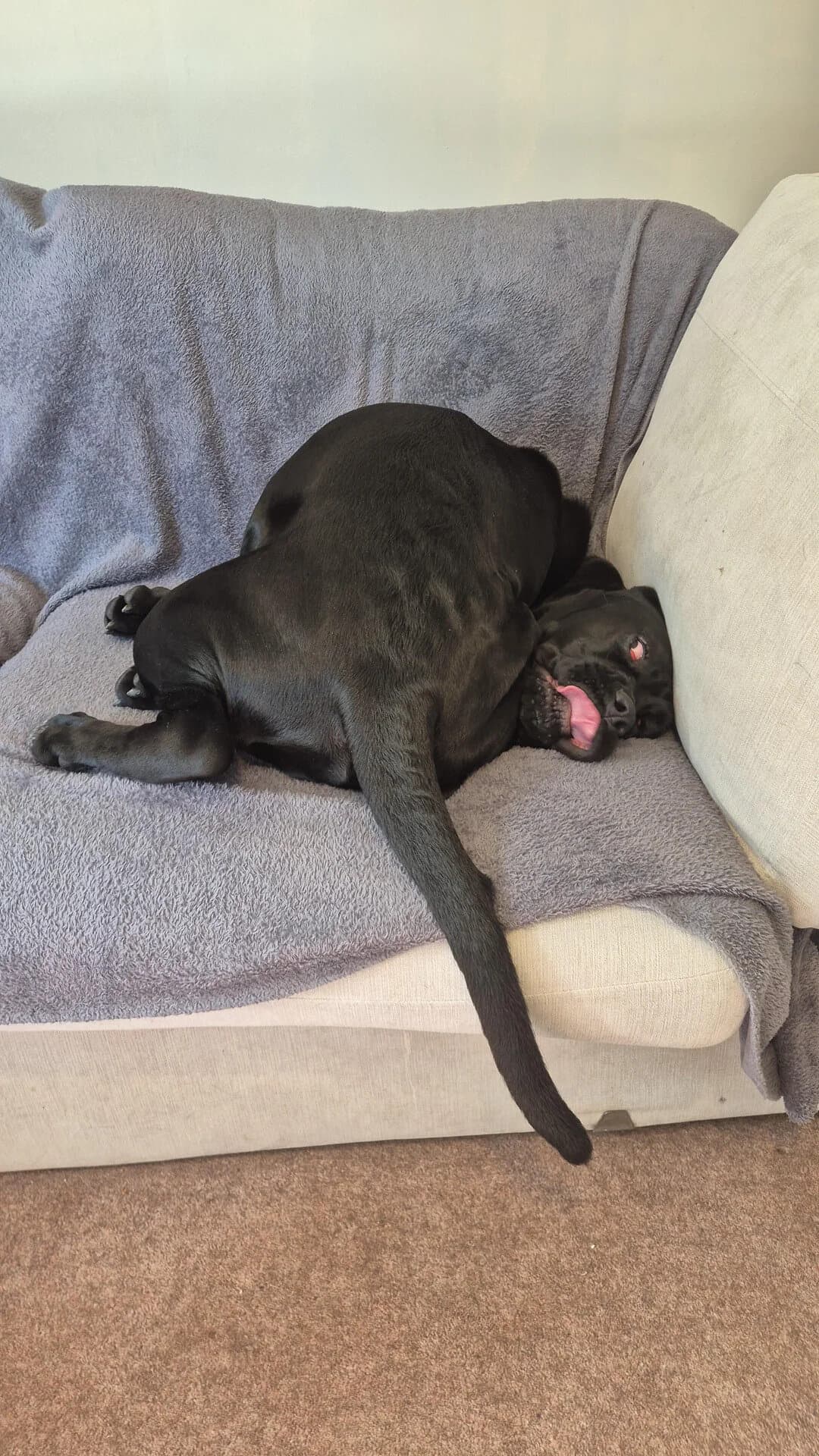 Black dog lying upside down on a sofa with tongue out, looking playful.