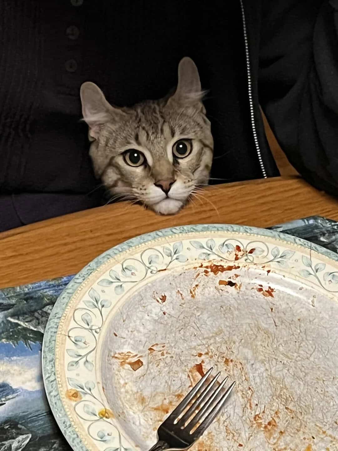 Cat peeking over a table with an empty plate and a fork.