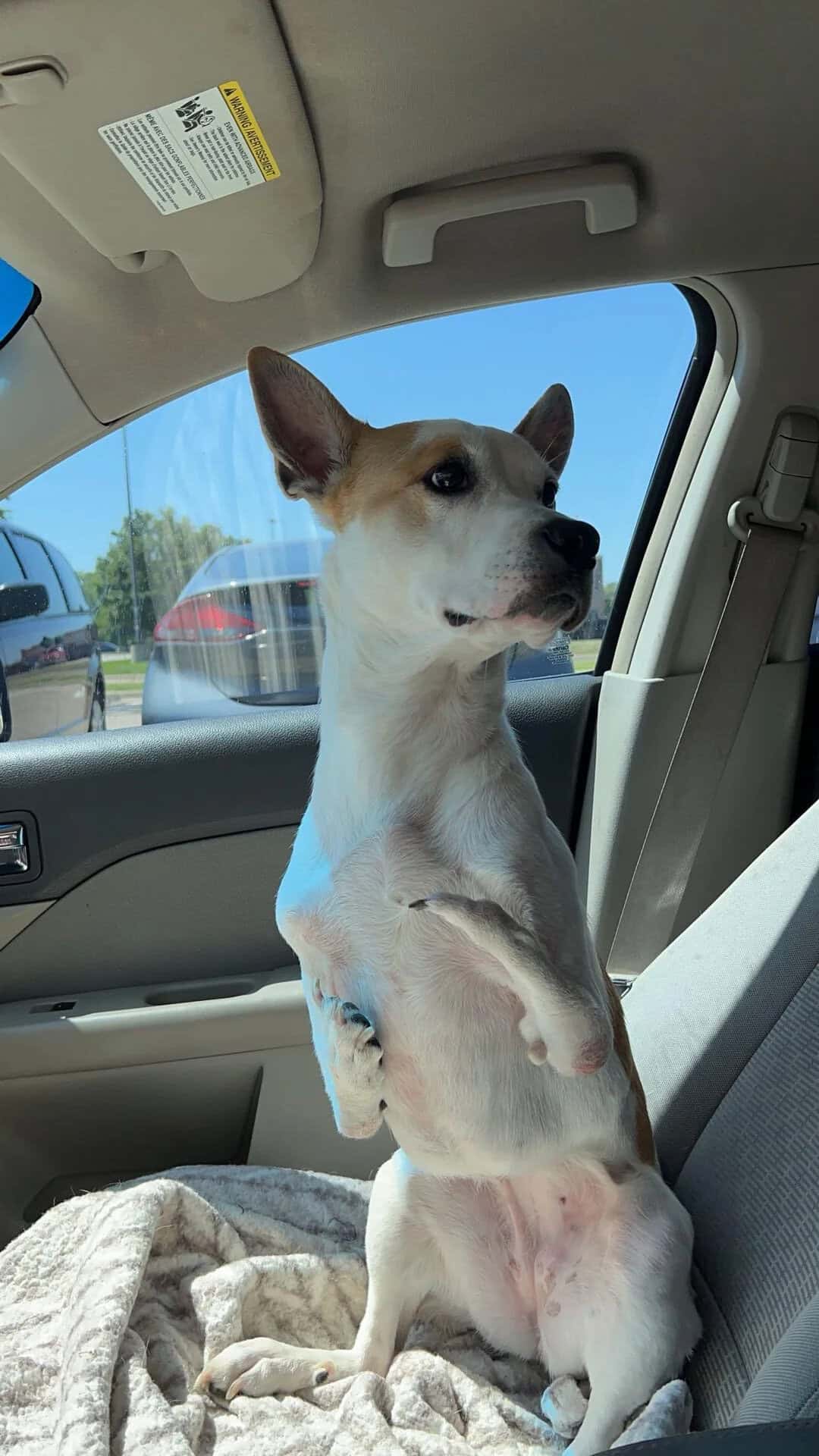 Dog sitting upright in car, looking out the window with a curious expression.