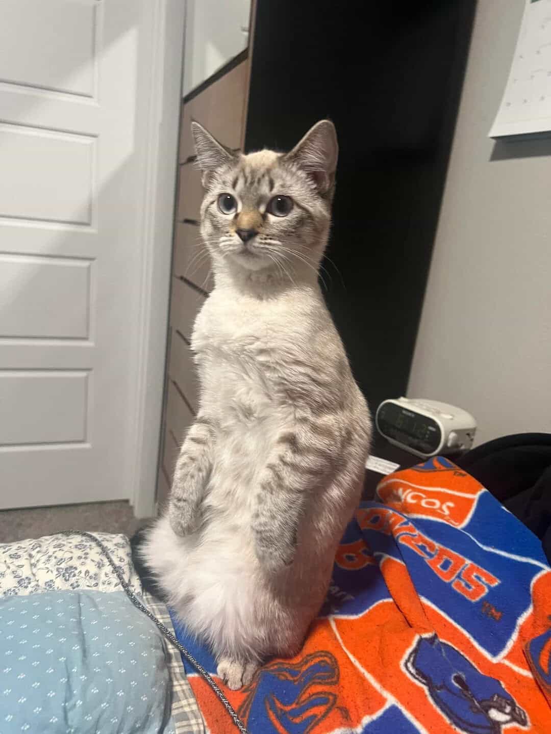 Cat standing on its hind legs with a curious expression, in a room.
