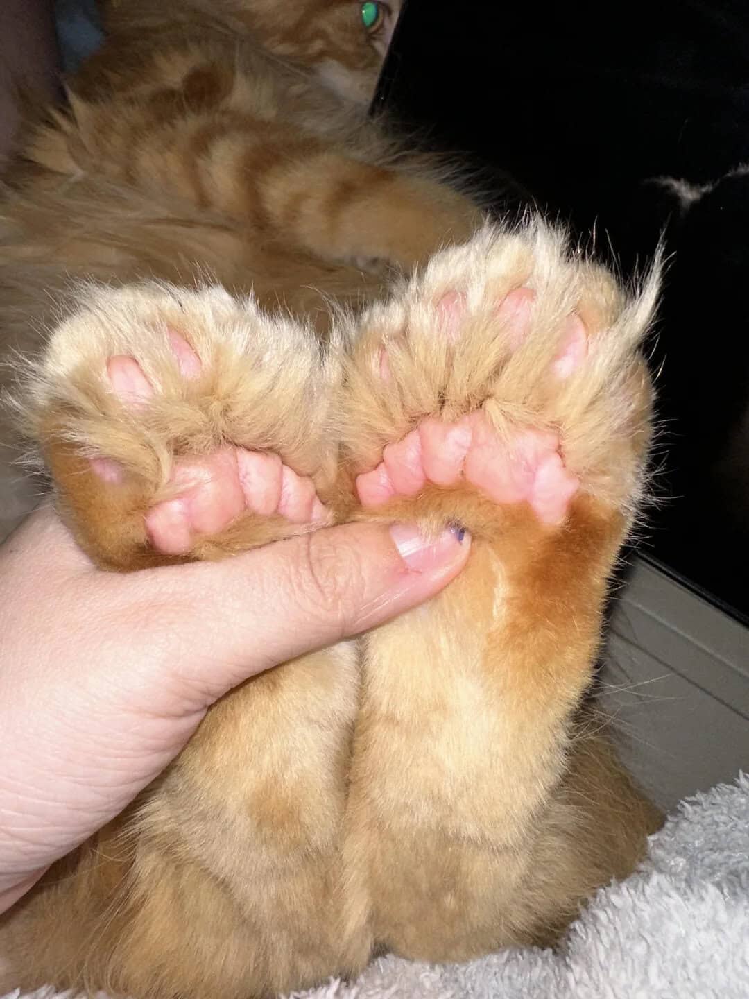 Close-up of a person's hand holding a cat's paws, showing pink paw pads.