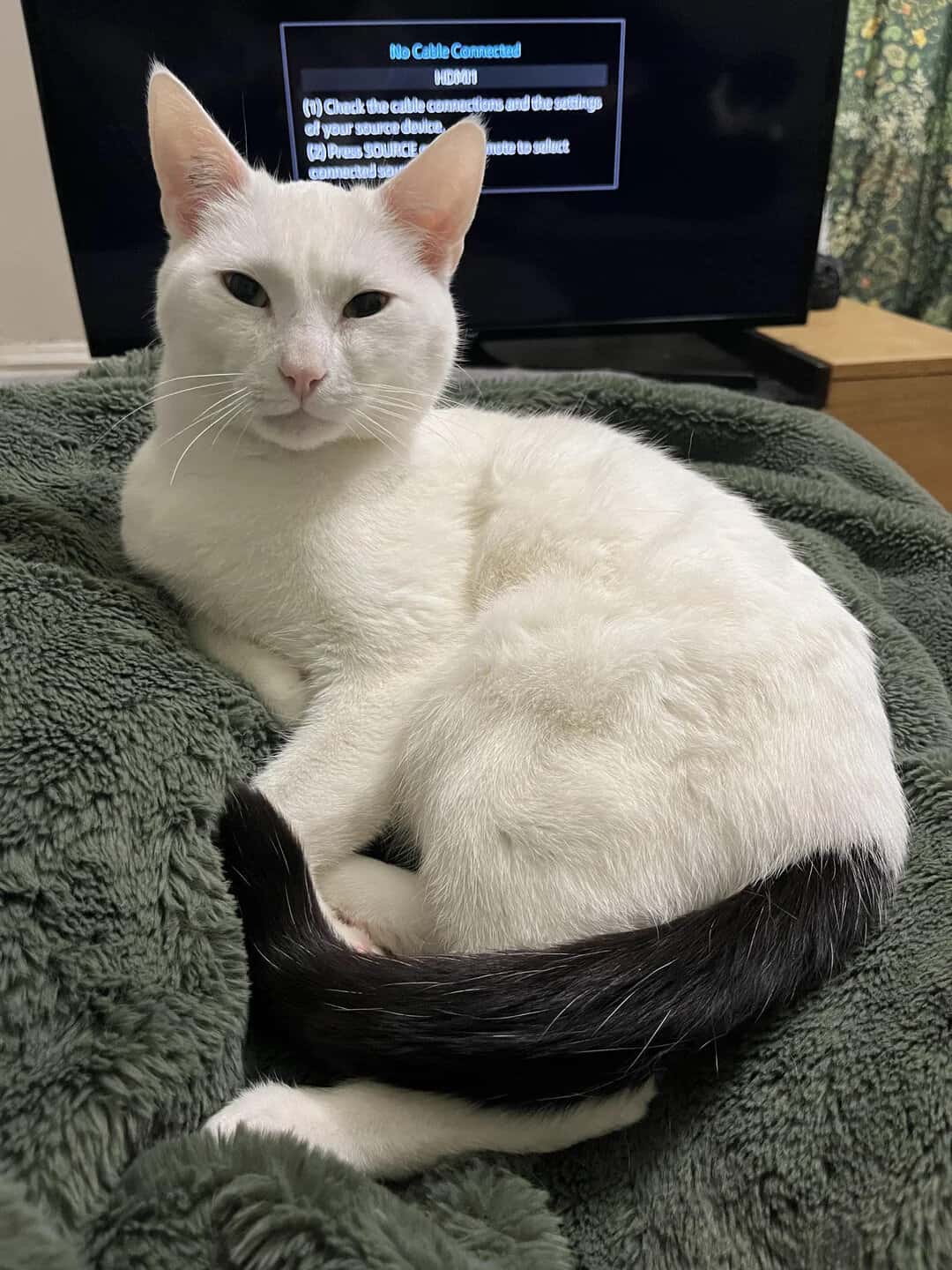 White cat with black tail resting on a gray blanket in front of a TV.