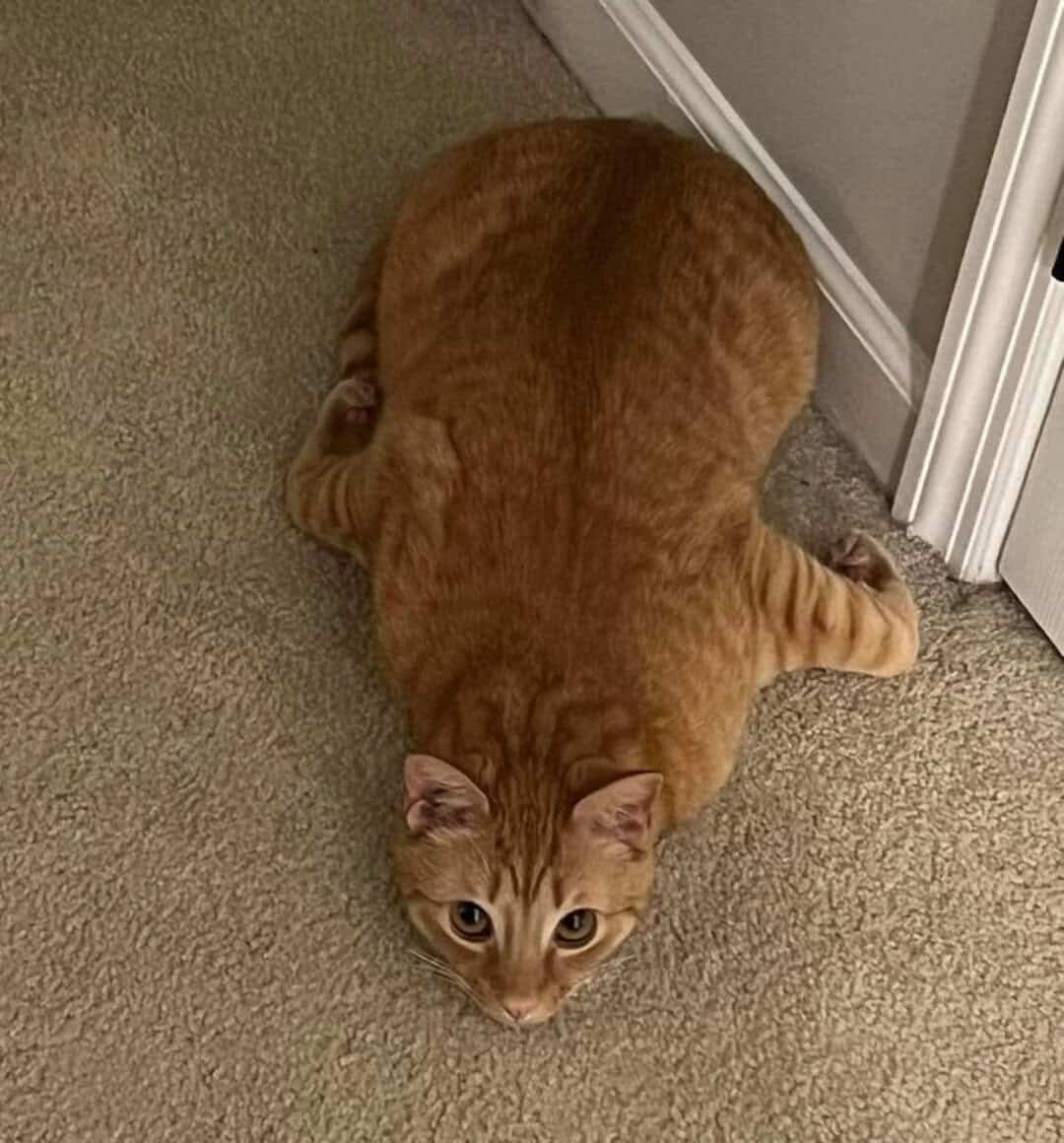 Orange tabby cat lying on beige carpet near a door.