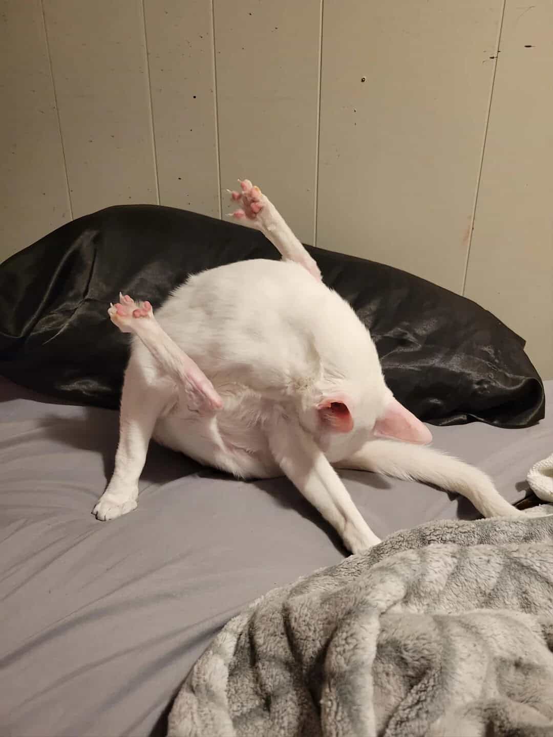 White cat with pink nose and paws lying on its back on a bed.