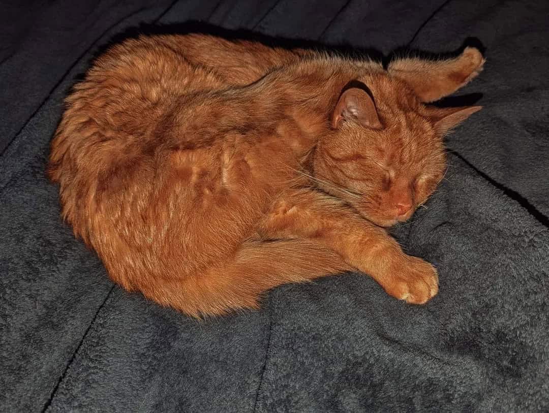 Orange tabby cat sleeping on a dark gray blanket.