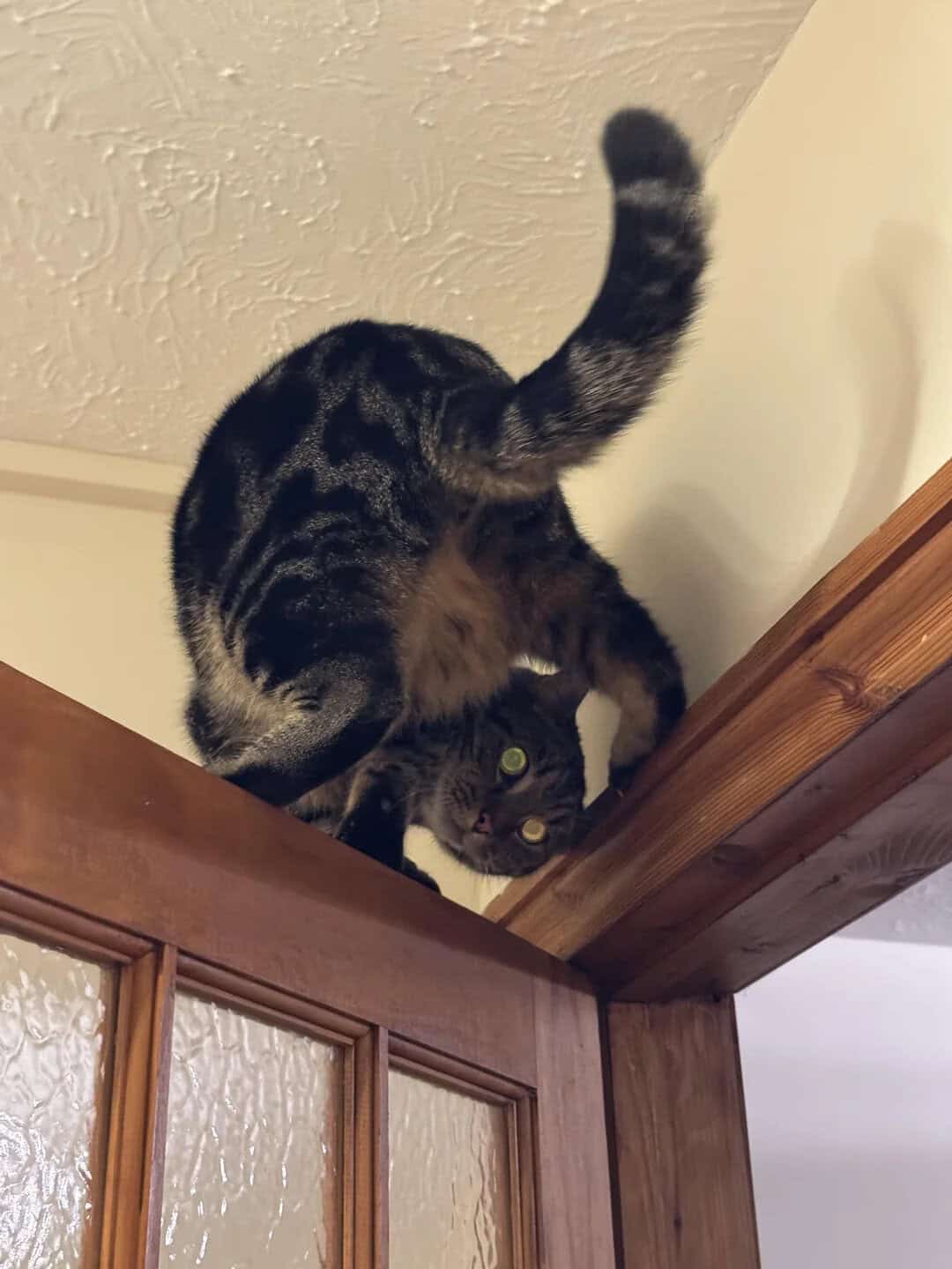 Two cats, one upside down on a wooden door frame, the other looking up.