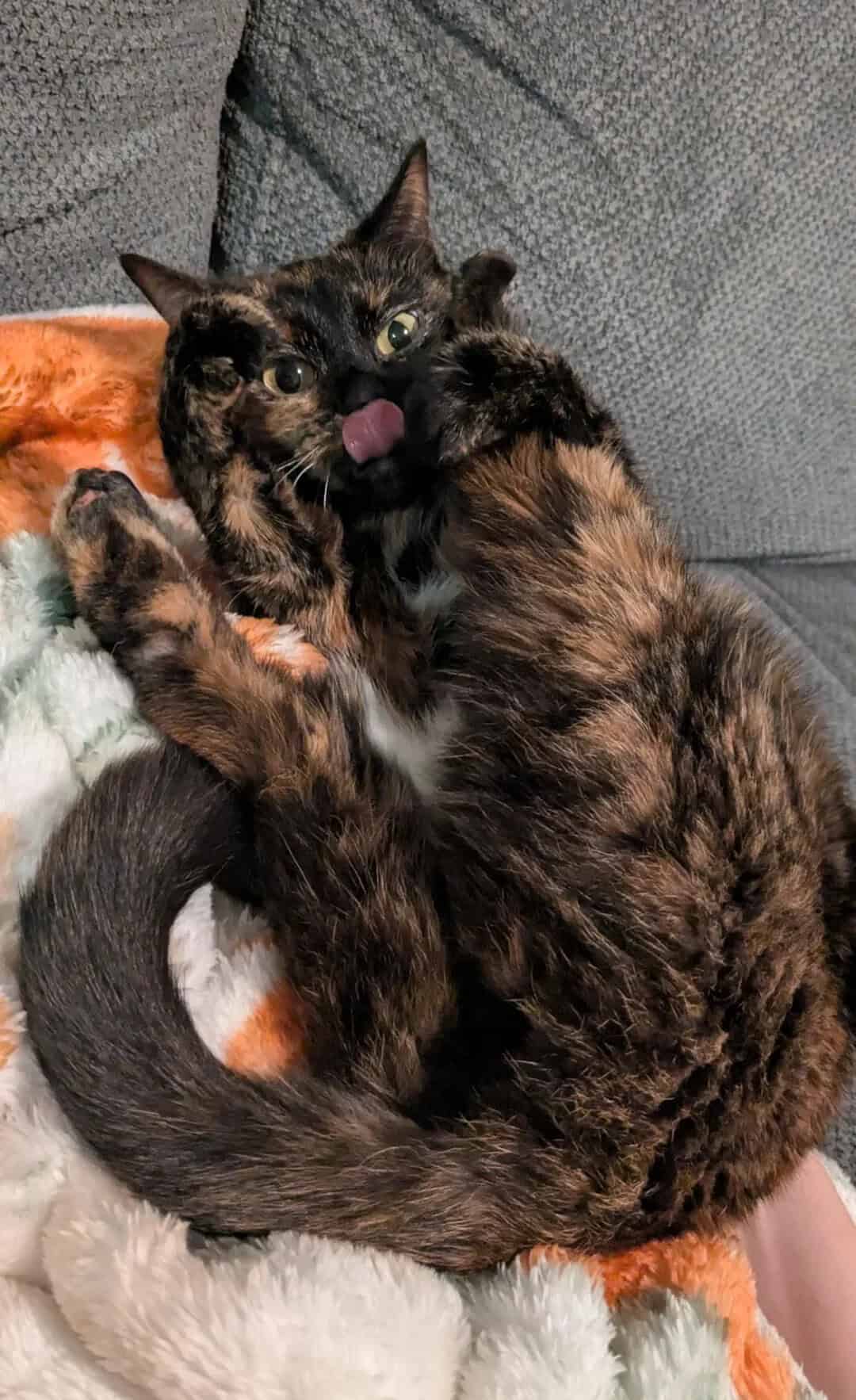 Tortoiseshell cat with tongue out, lying on a blanket on a gray couch.