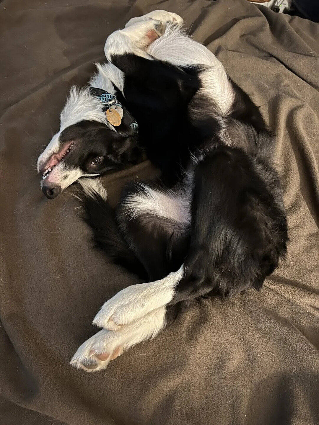 Cute black and white Border Collie puppy lying on a brown blanket.