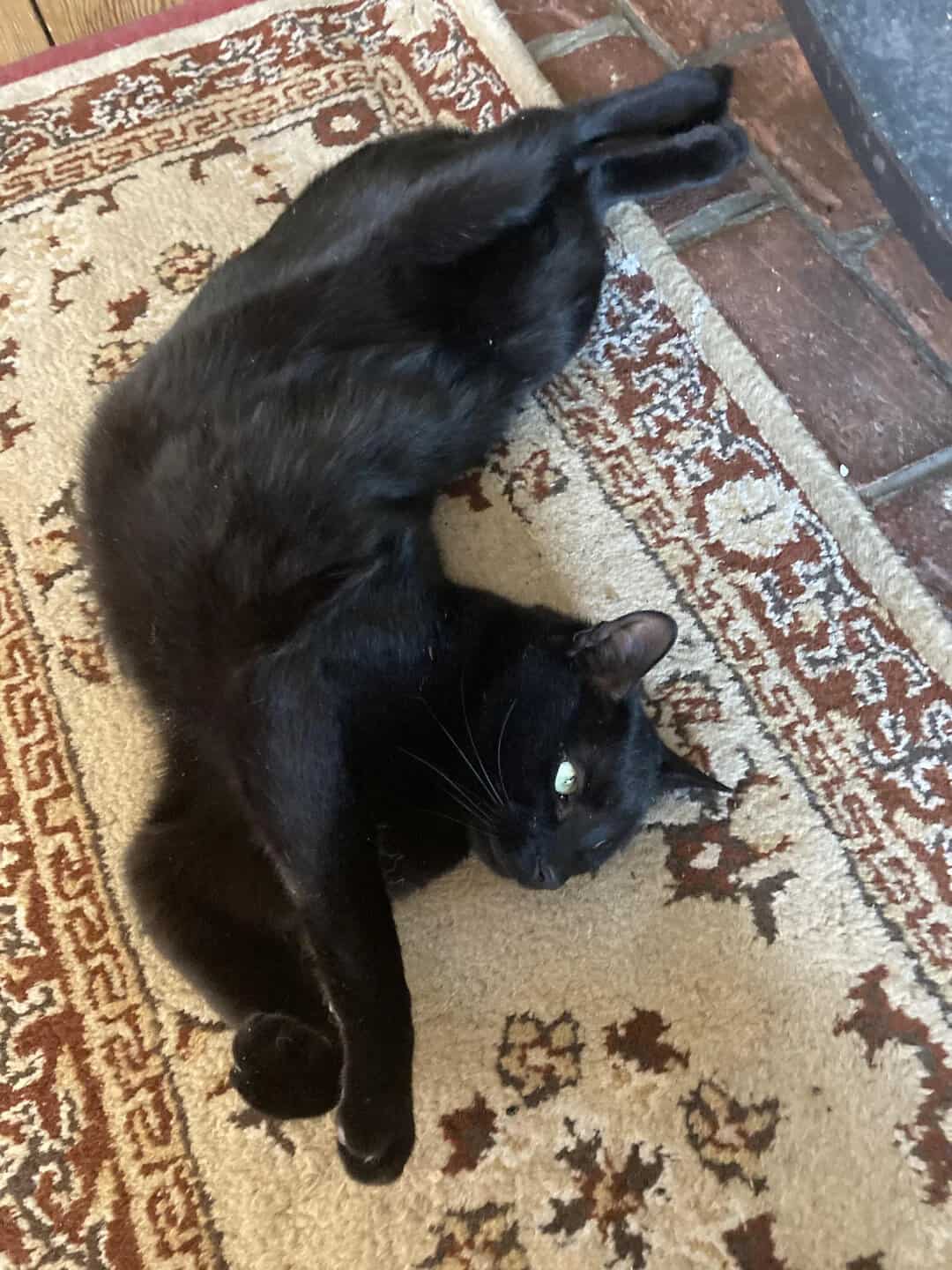 Black cat lying on its back on a patterned rug, looking up.