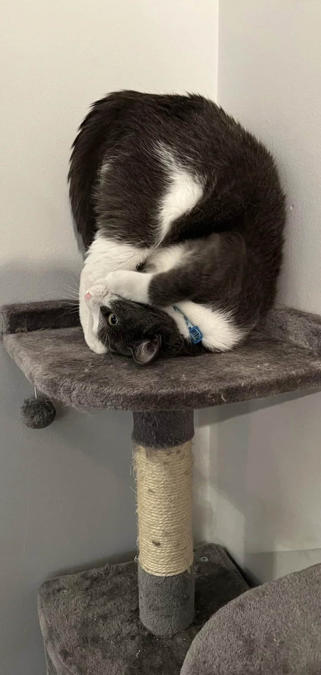 Black and white cat curled up on a gray cat tree, looking at the camera.