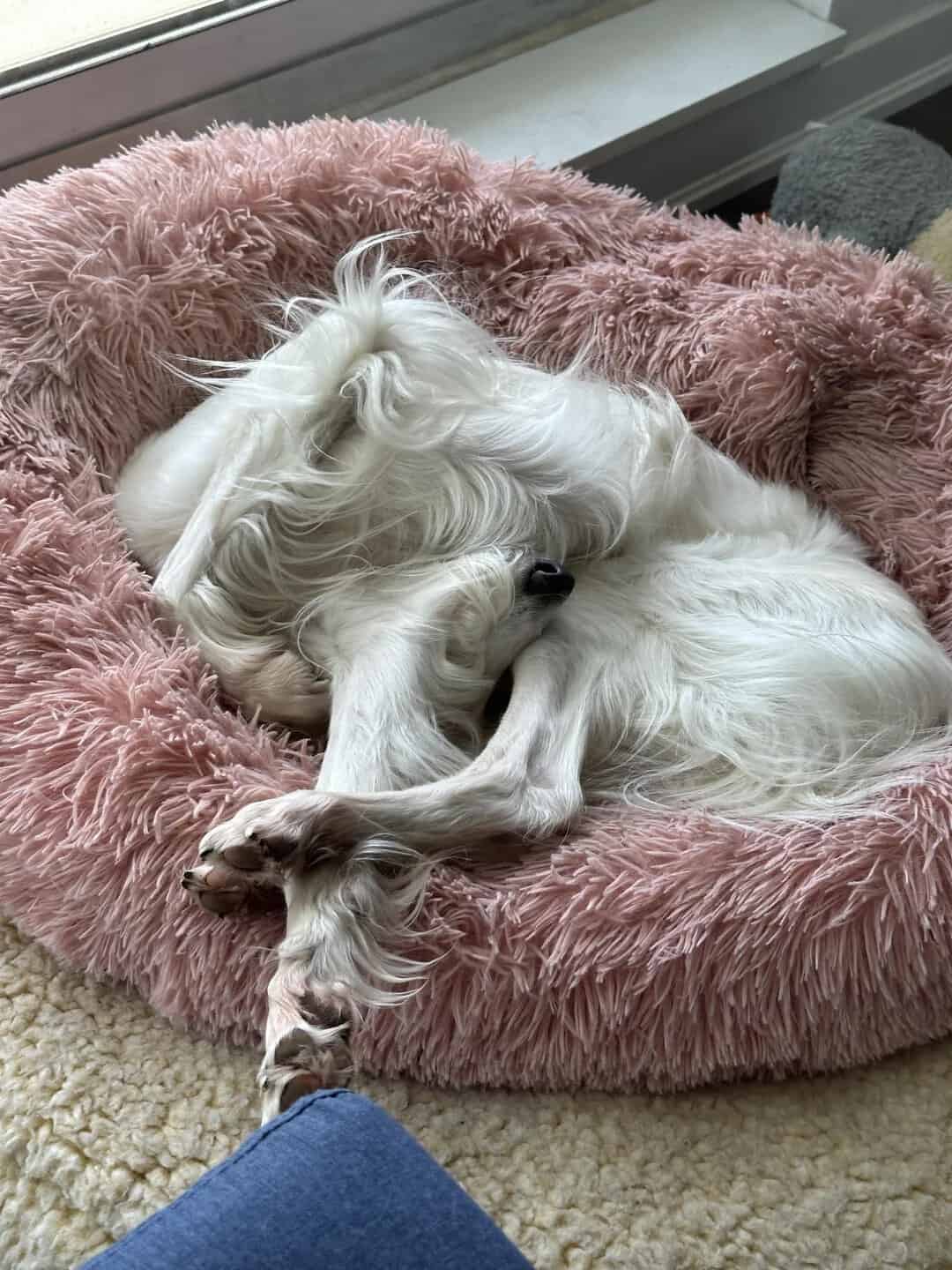 White dog sleeping on a pink fluffy bed near a window.