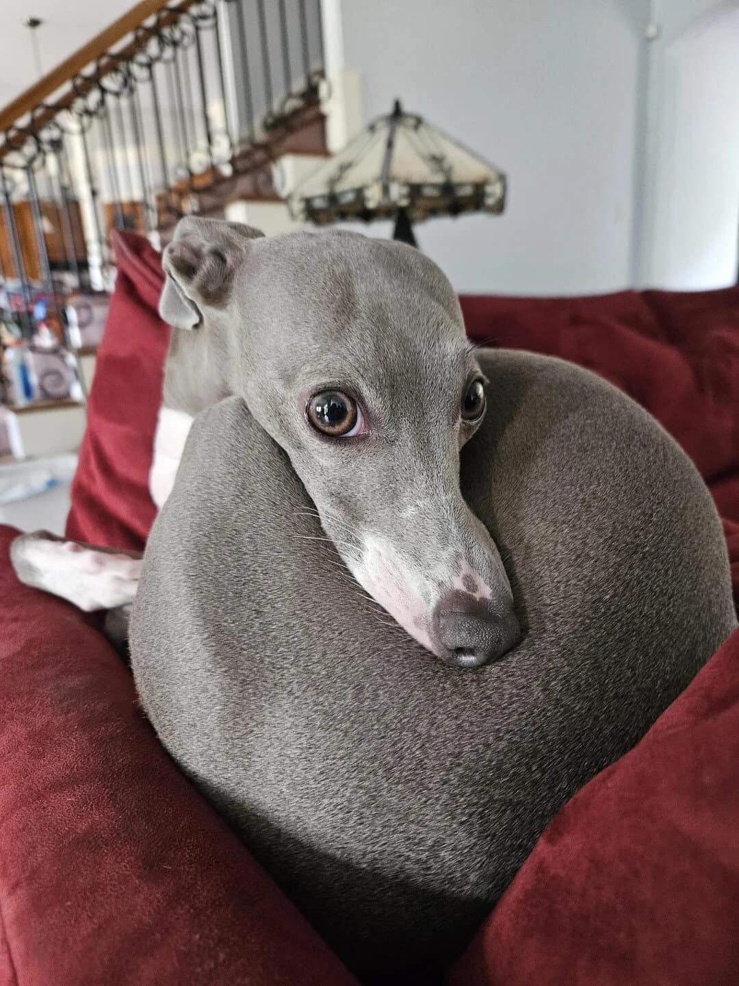 Grey dog with big eyes resting on a grey cushion on a red sofa.