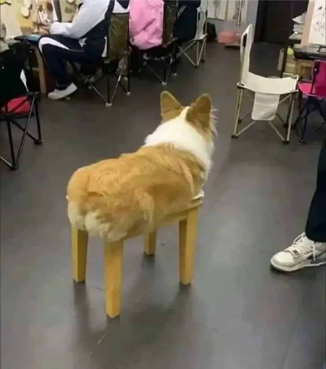 Dog sitting on a chair with four wooden legs in a room with people and chairs.