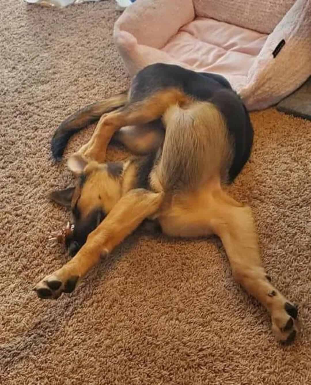 Dog lying on its back with legs in the air, resembling an IKEA furniture piece.