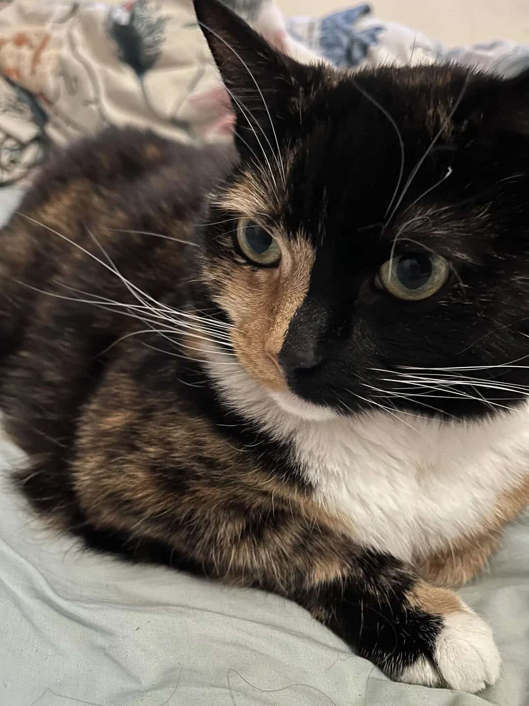 Close-up of a calico cat with black, orange, and white fur, lying on a bed.