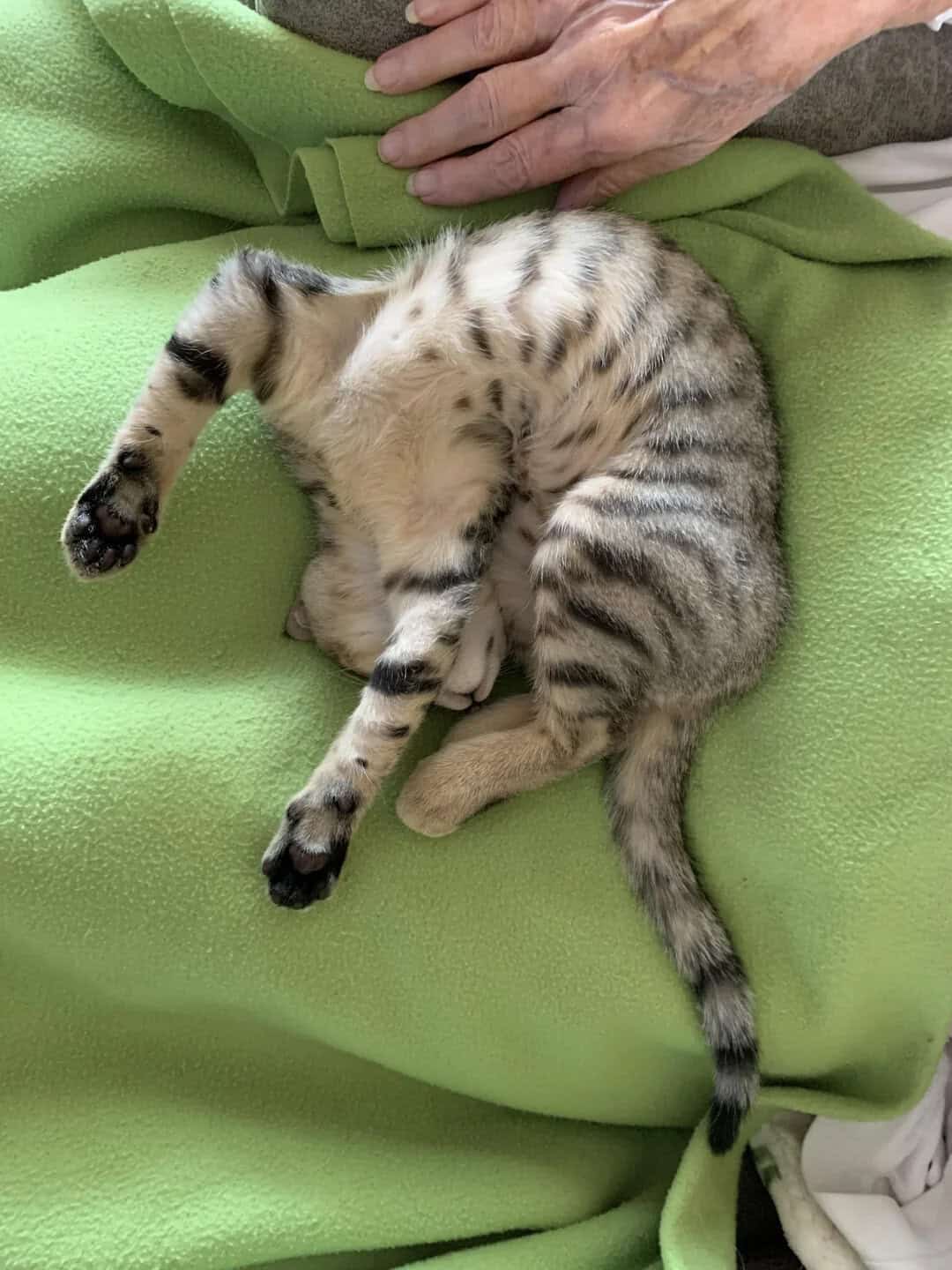 A kitten sleeping on a green blanket with a person's hand nearby.