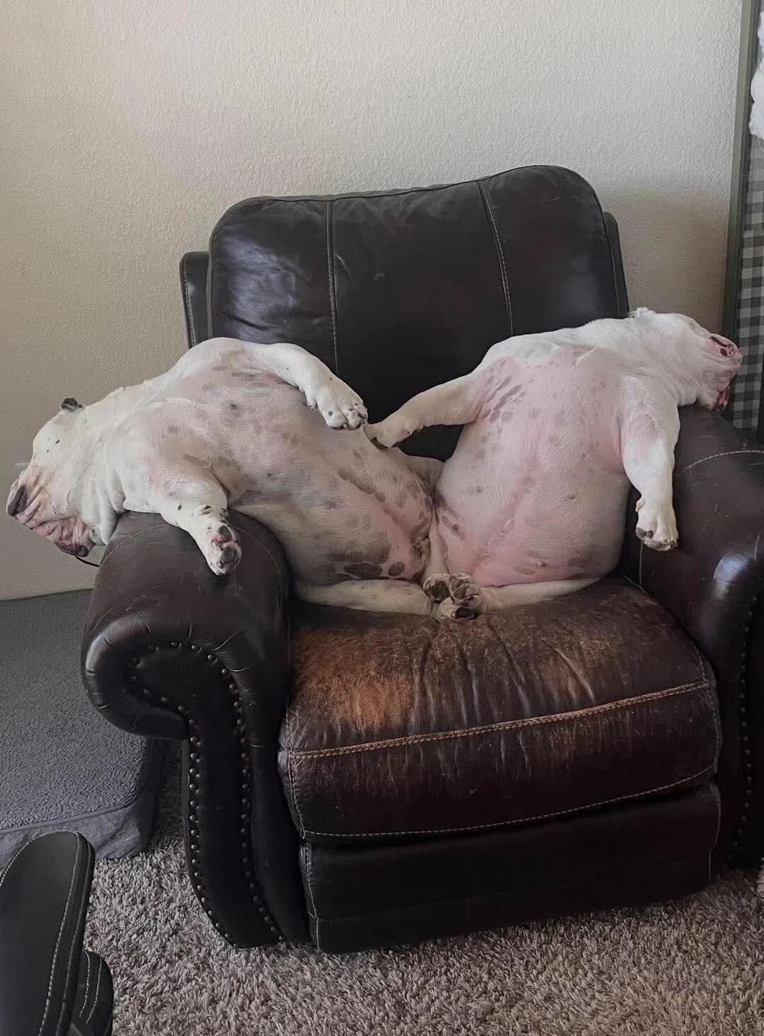 Two puppies sleeping on a black leather armchair, one on its back and the other on its side.