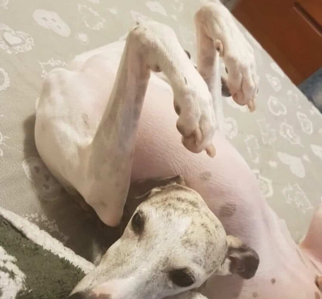 Dog with front legs raised, resembling a person doing a yoga pose.