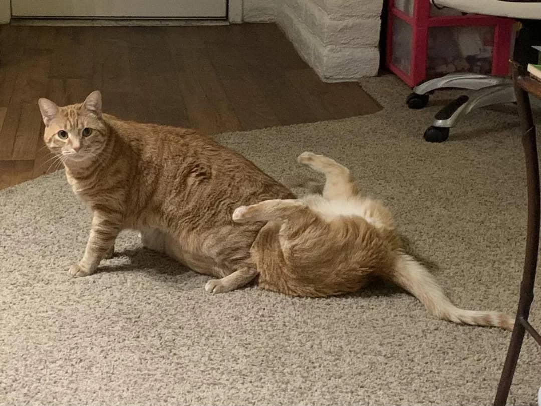 Two cats, one sitting and one lying on its back, on a carpeted floor.