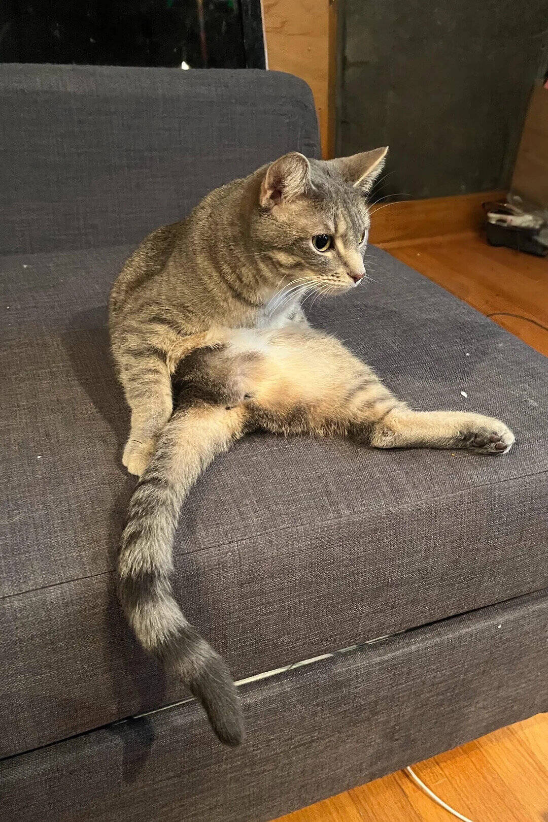 A cat sitting on a gray couch with a wooden floor and a dark wall behind.