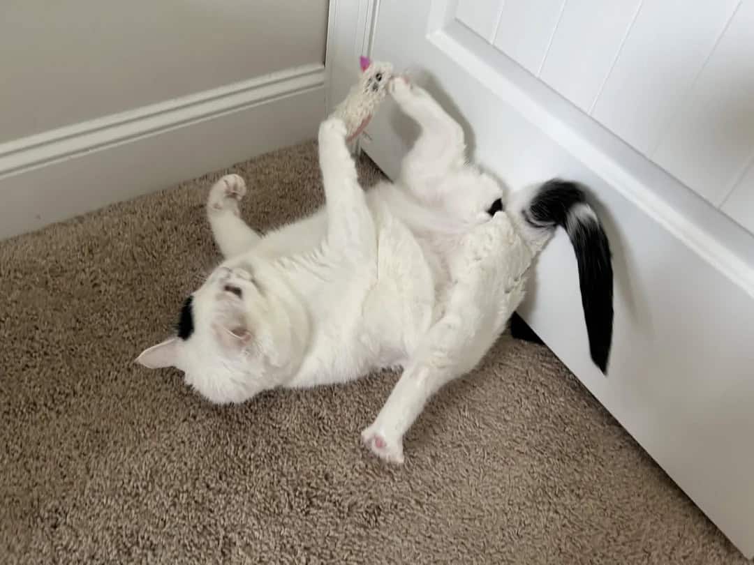 White dog with black tail lying on its back near a white door.