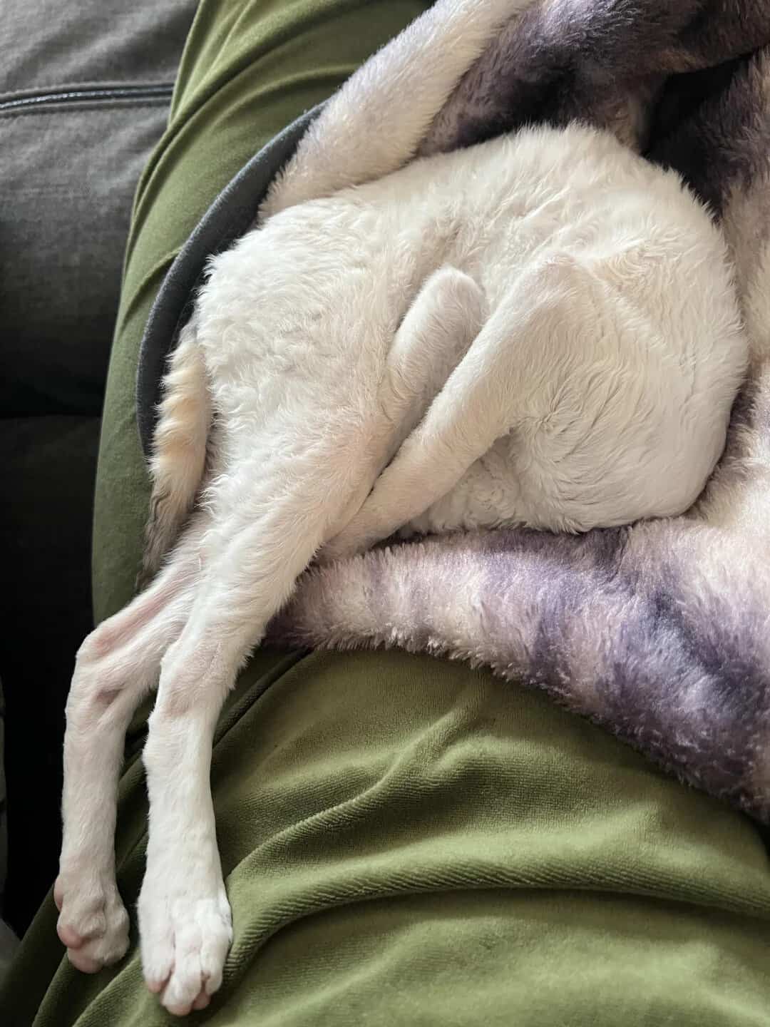 Dog curled up on a person's lap, resembling an IKEA furniture piece.