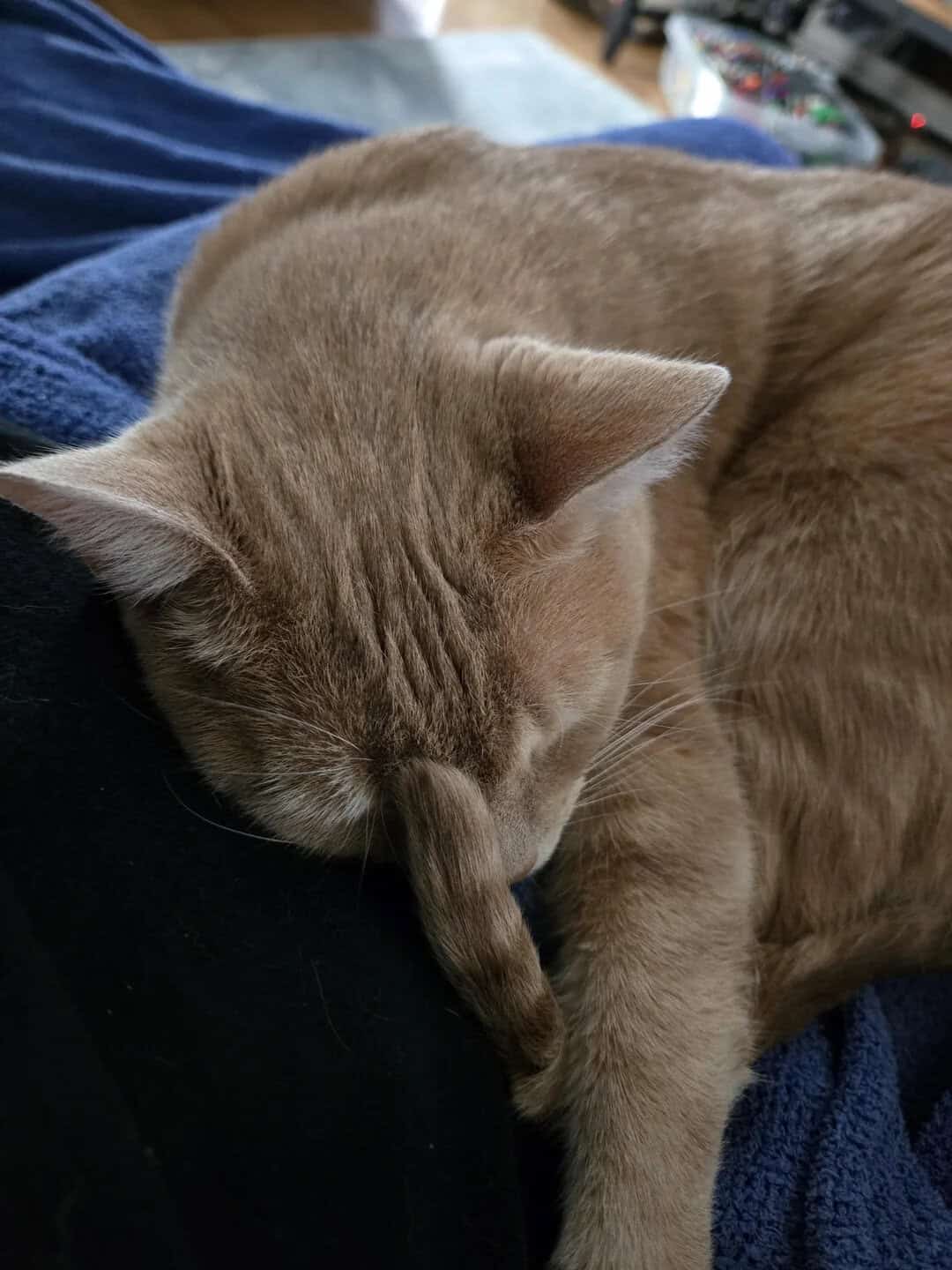 Orange tabby cat sleeping with its head on a person's lap.