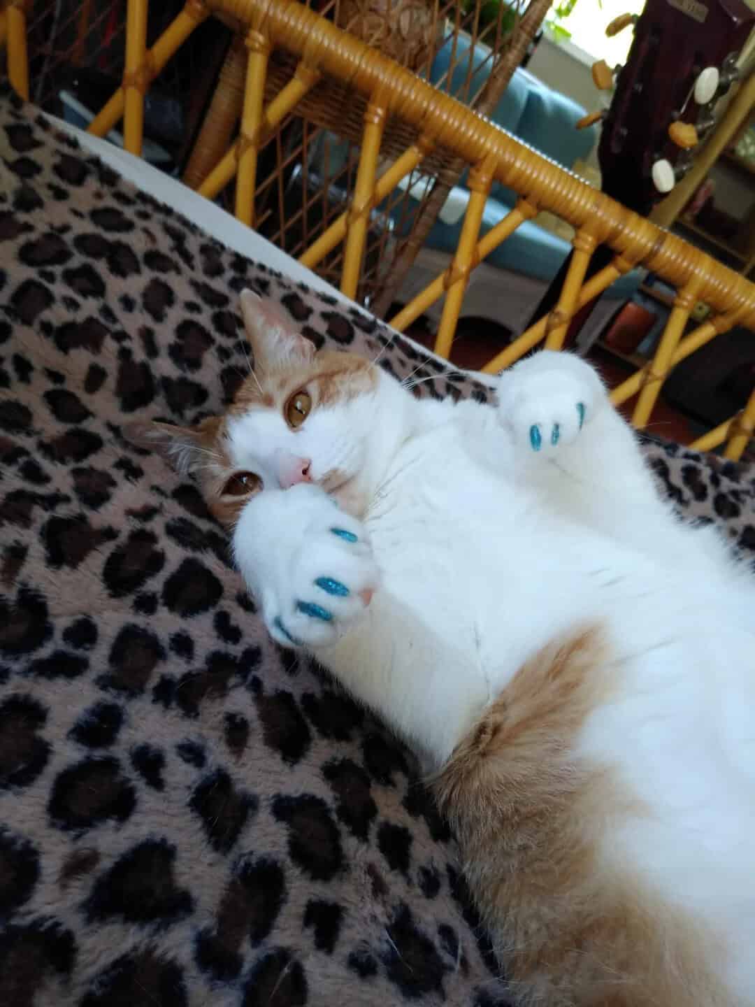 Cat with blue paw prints on paws lying on leopard print blanket.