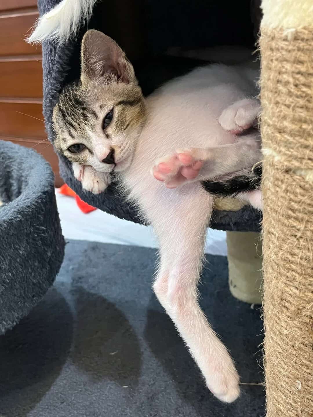 Cute kitten lying on a person's arm, looking at the camera.