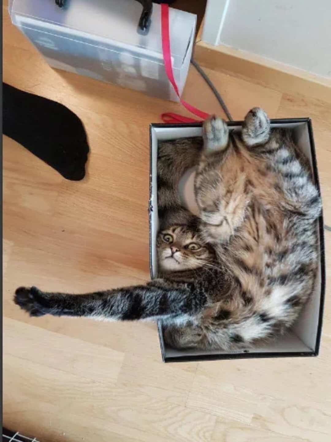 Two cats in a box, one lying on its back and the other stretching out.