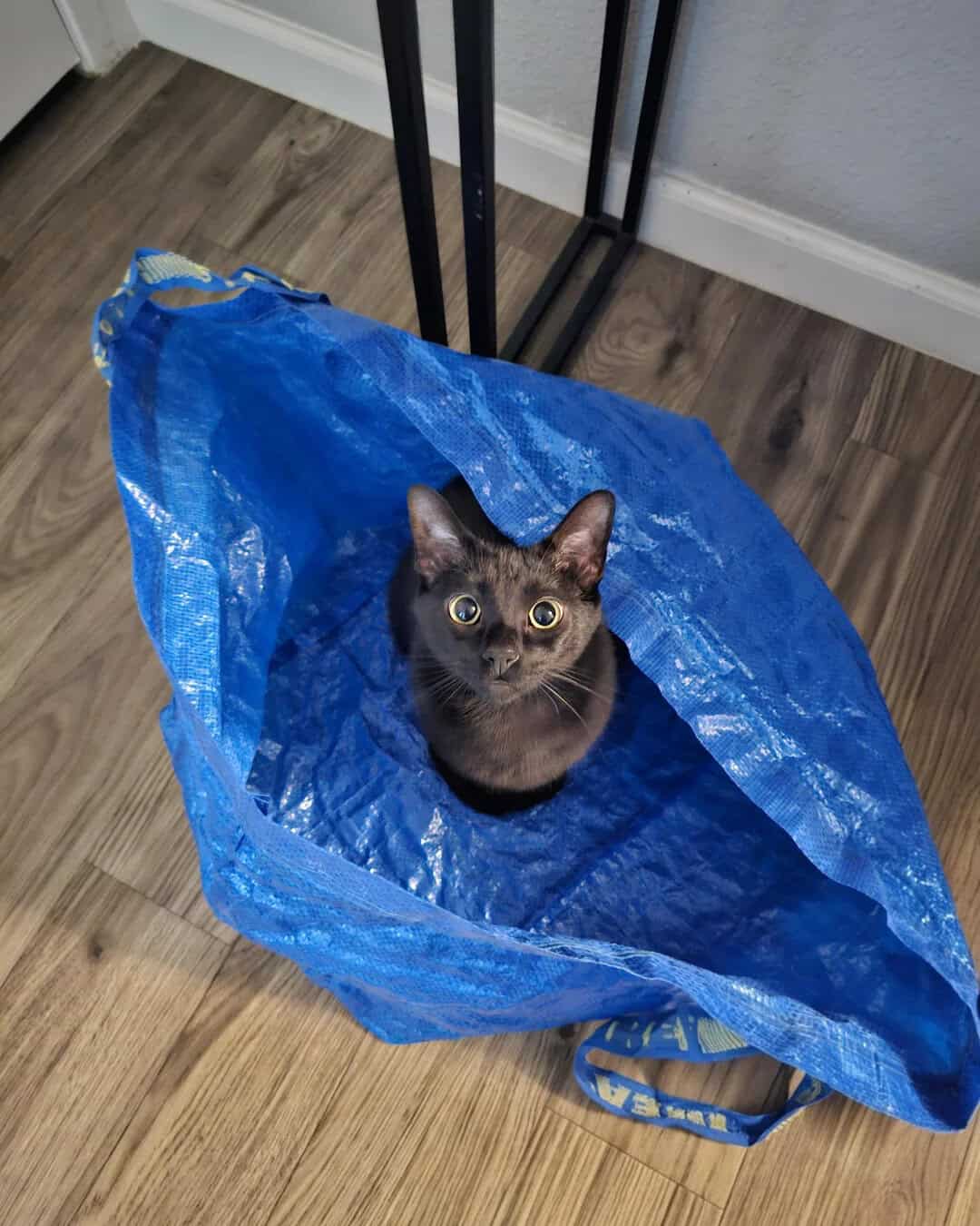 Black cat sitting inside a blue IKEA shopping bag on the floor.