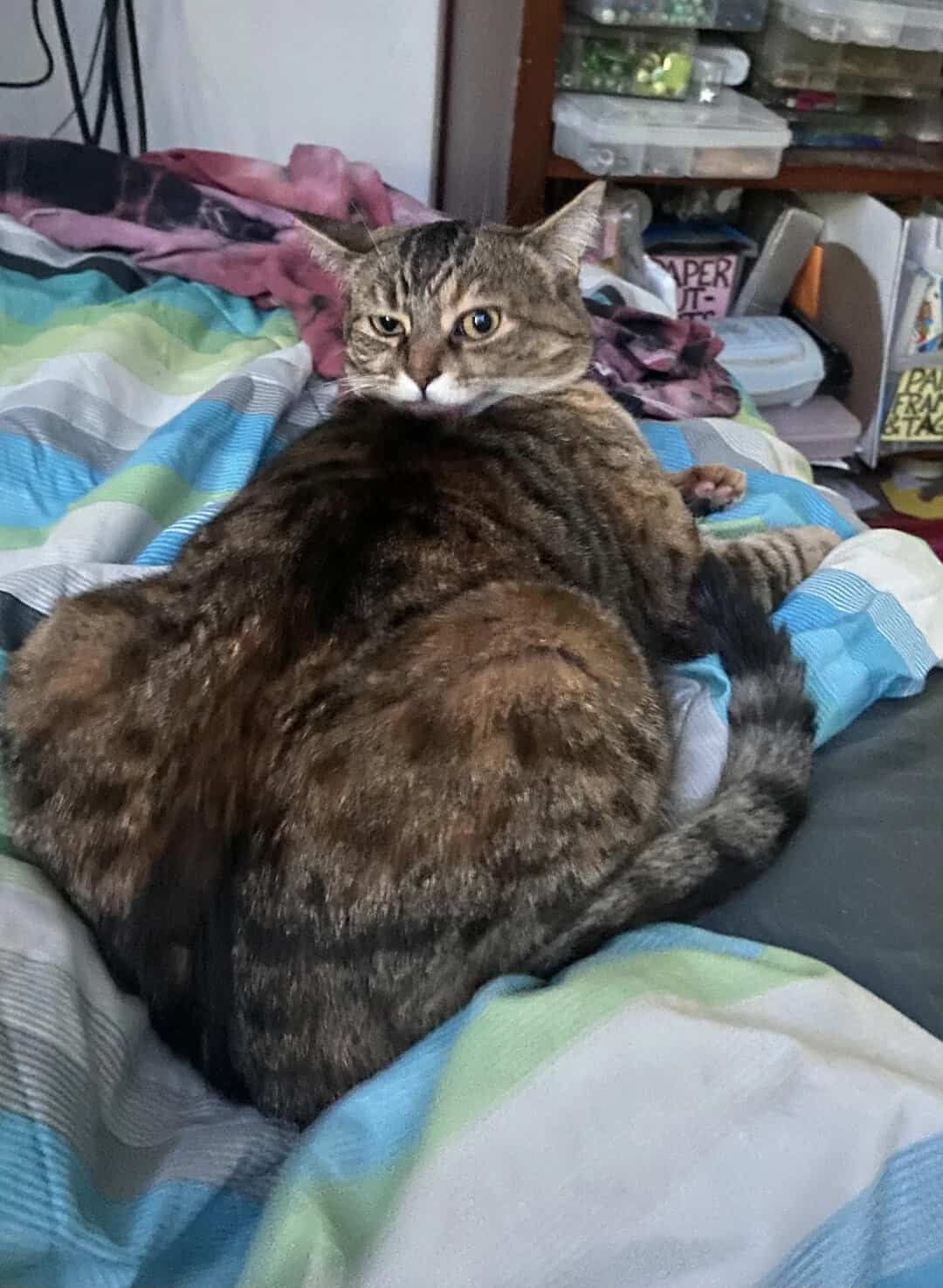 A tabby cat with a unique pattern looks over its shoulder on a bed.