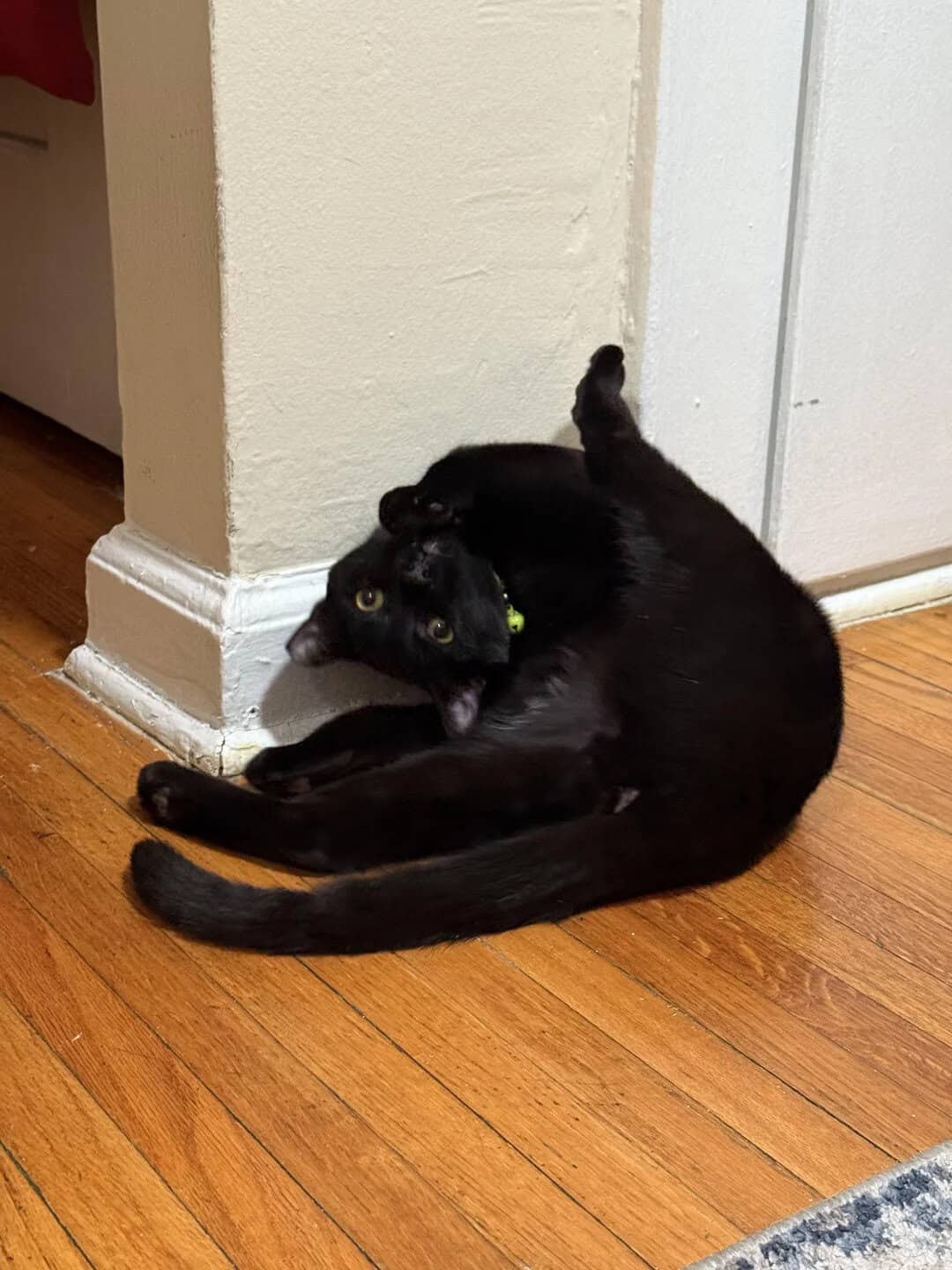 Black cat lying on wooden floor, curled up against wall, looking at camera.