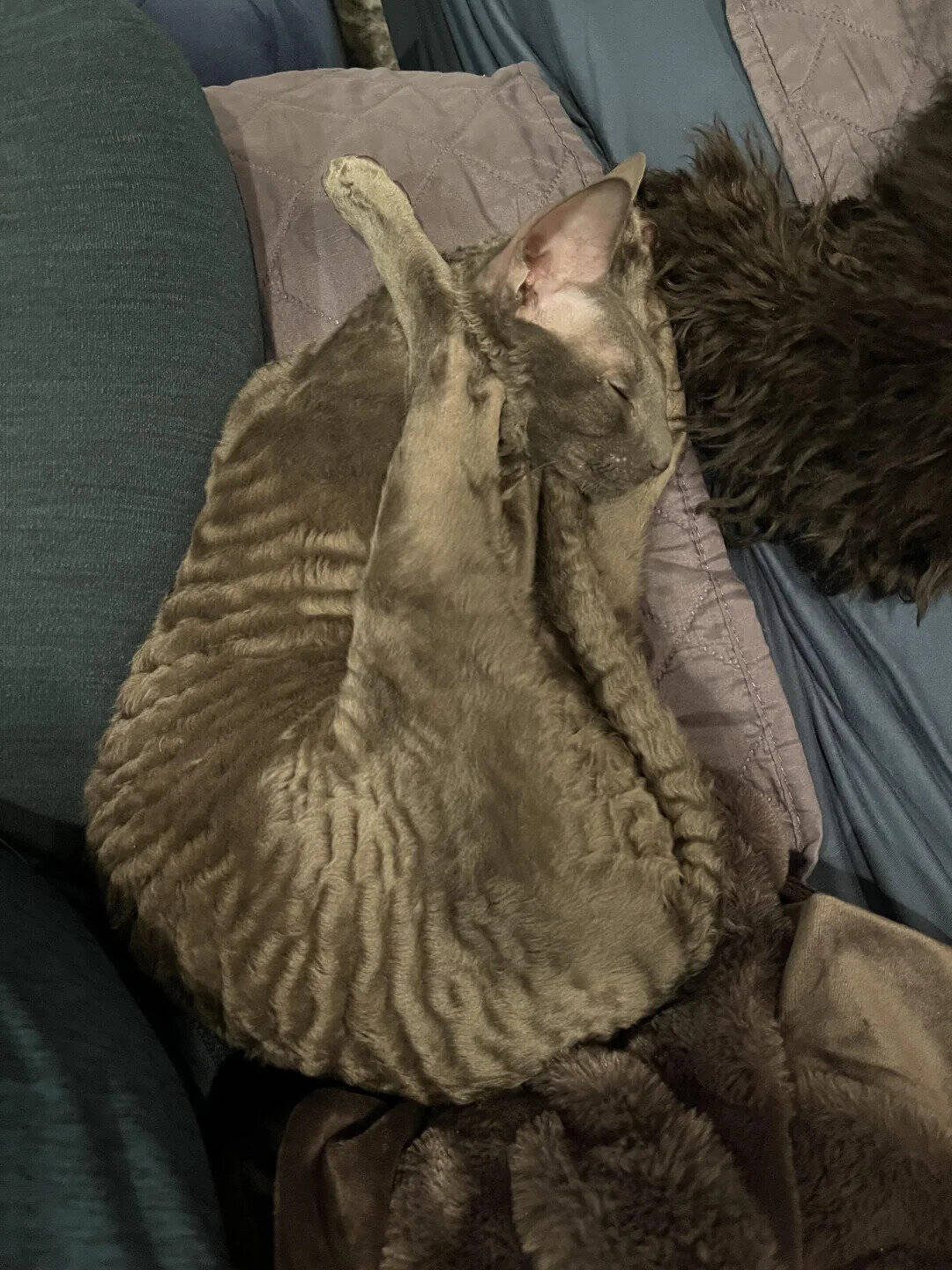 Two cats cuddling, one gray and one black, on a couch.