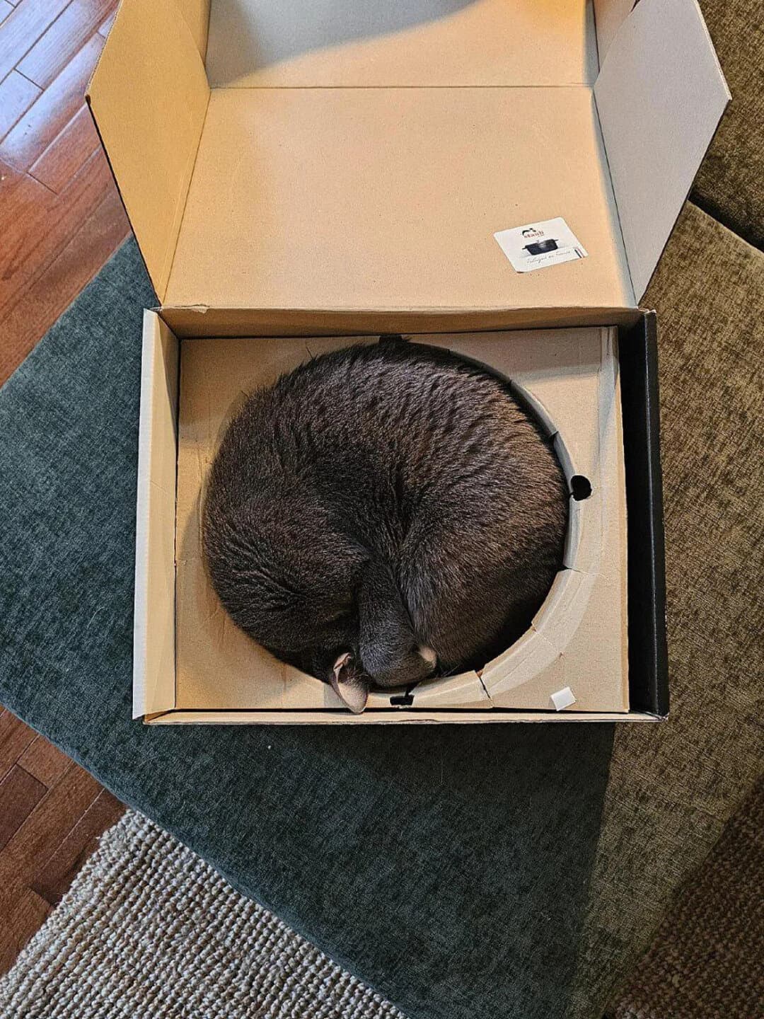 A cat curled up inside a pair of headphones in a box.