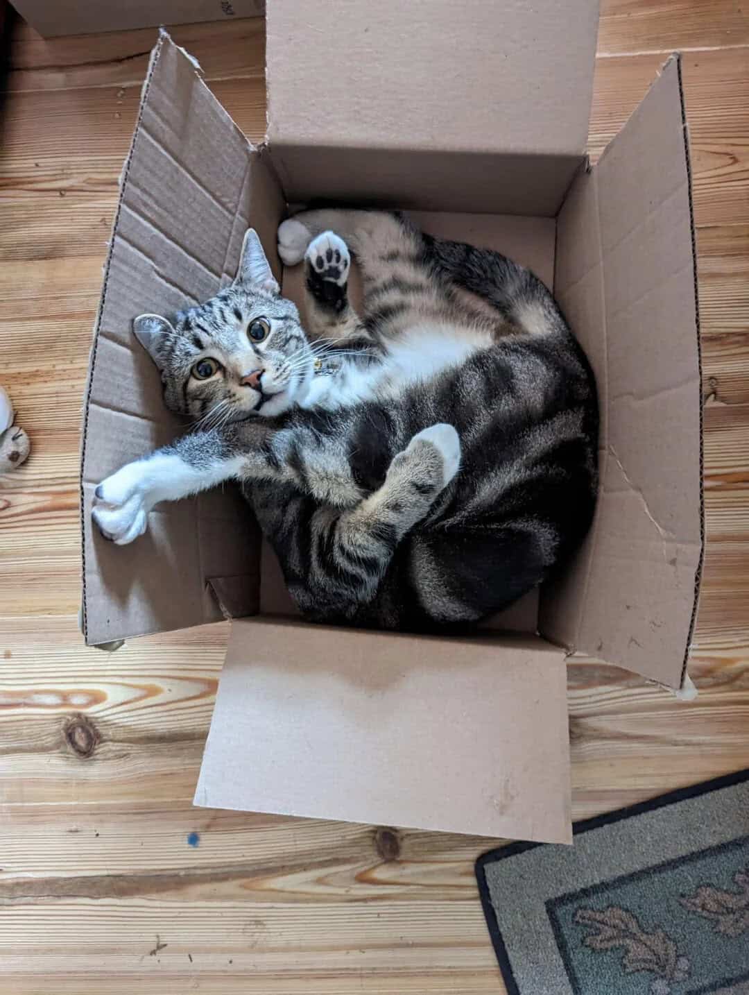 Cute tabby cat lying in a cardboard box on a wooden floor.