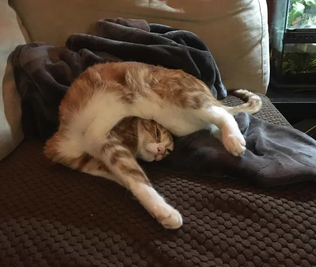 A ginger and white cat sleeping on a brown blanket with a black blanket and a beige cushion.