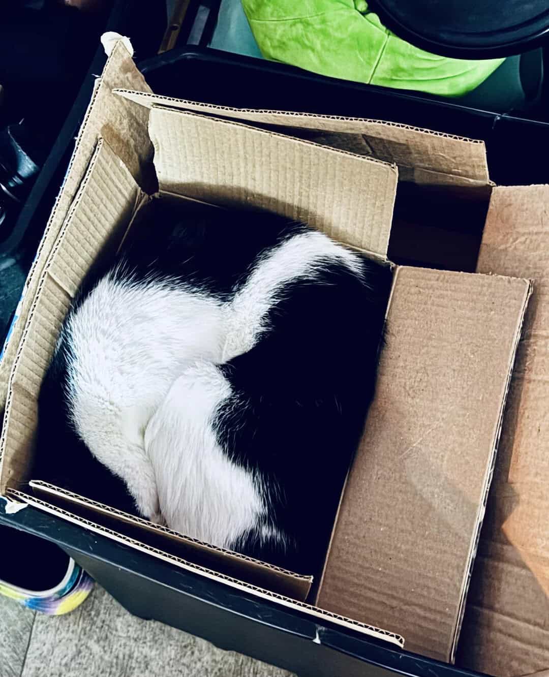 Black and white cat curled up inside a cardboard box.