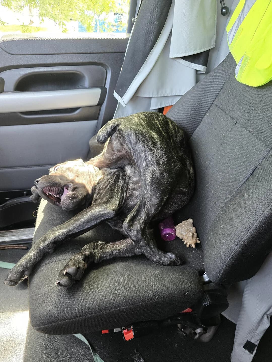 Dog lying on its back on a car seat, looking playful.