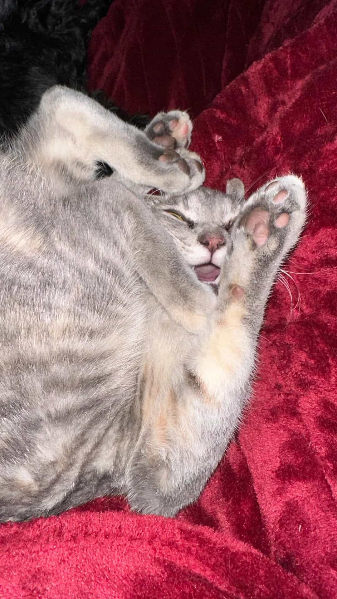 Two cats cuddling on a red blanket, one gray and one orange, with playful expressions.