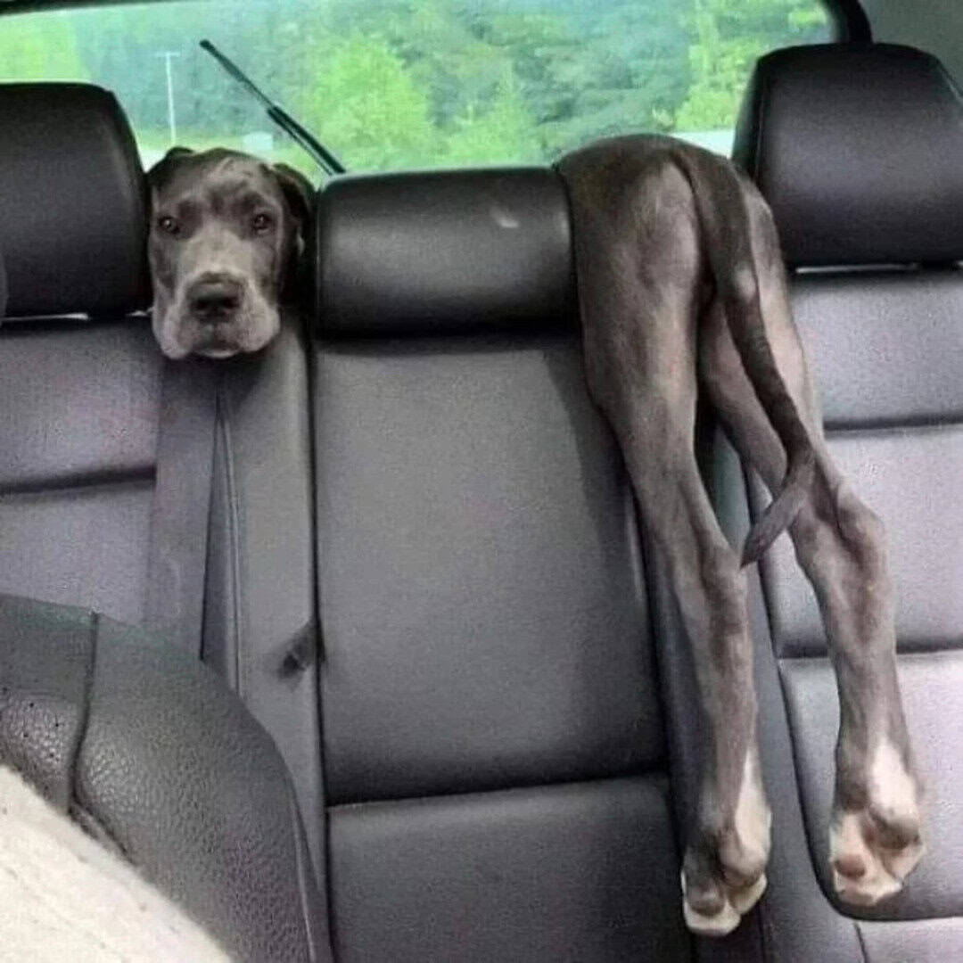 Dog with long body and legs lying on car back seat, looking at camera.