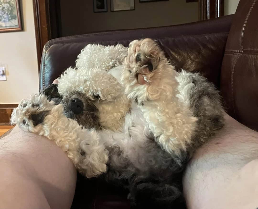 Two curly-haired dogs cuddling on a couch, one with black and white fur, the other with cream and gr.