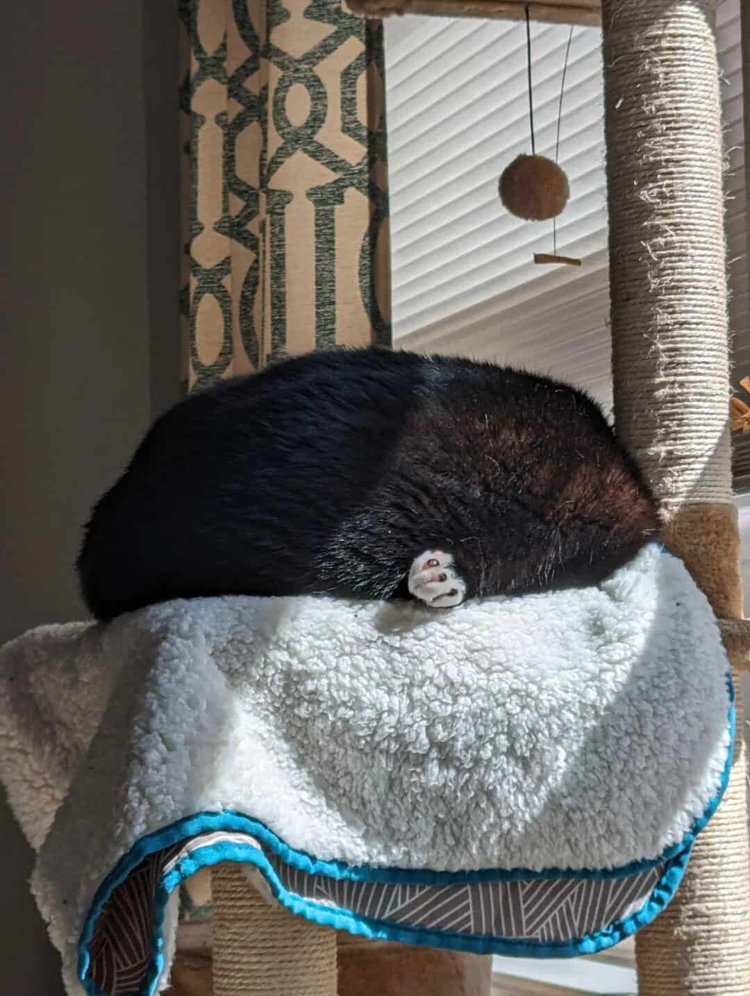 Black cat curled up on a white fluffy blanket on a cat tree.