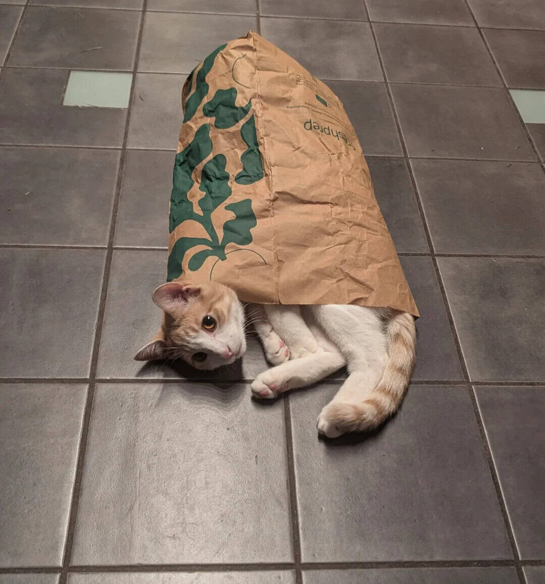Cat inside a paper bag on tiled floor, looking at camera.