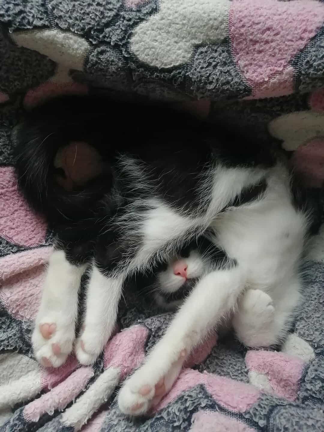 Two cats cuddling under a blanket, one black and white, the other mostly white.