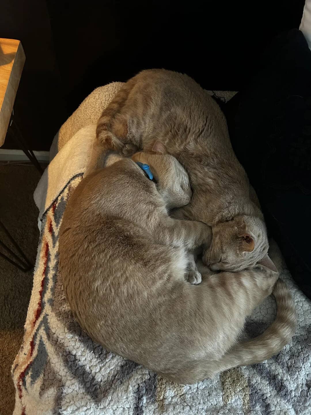Two cats curled up together on a blanket, one with a blue collar.