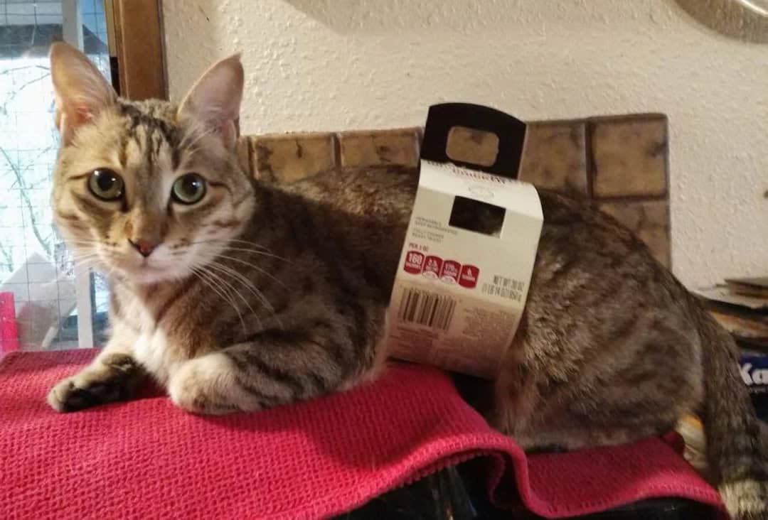 Cat with a cardboard box on its back, sitting on a red blanket.